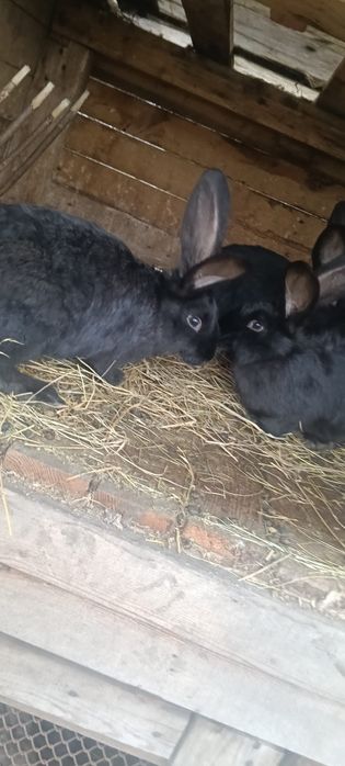 Vând iepuri Ug de 3 luni jumate