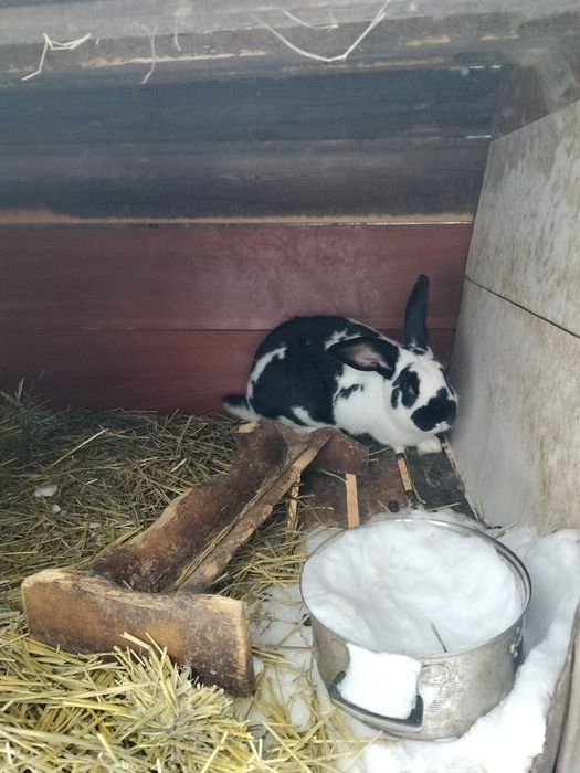 Продаются кролики