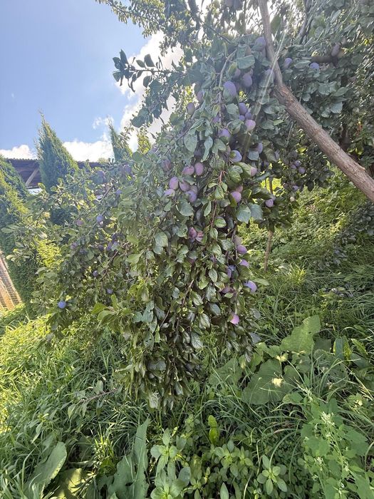 Prune de vânzare!