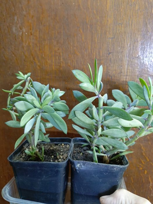 Продам цветочки по 500 тг!