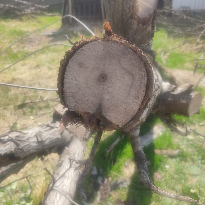 Ореховое дерево жангак агаш