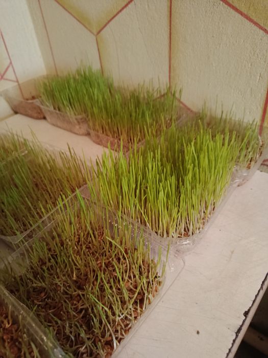 Продам микро зелень