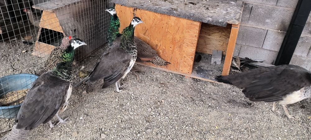 Самки индийского павлина