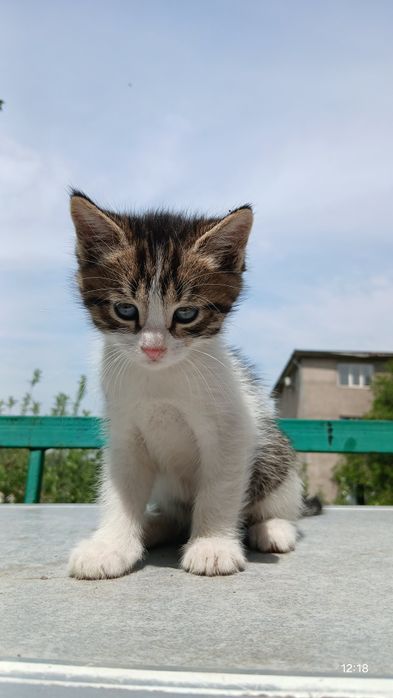 В добрые ручки отдаём хороших котят