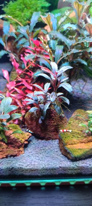 Продам аквариумные ростения