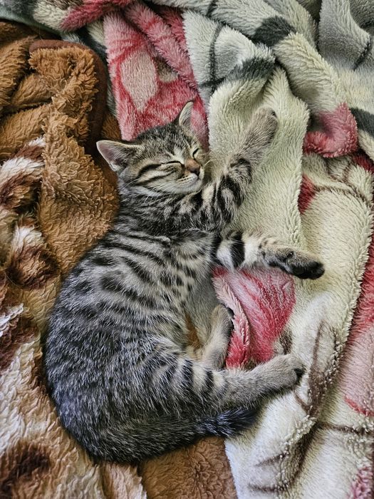 Отдам котенка мальчика