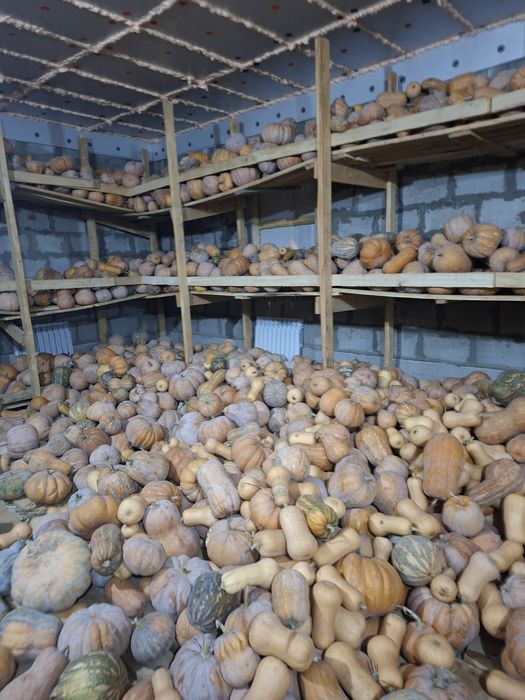 Тыква мантная, вкусная