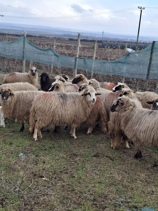 De vanzare 15 oi 7 fatate
Oi tinere de tal