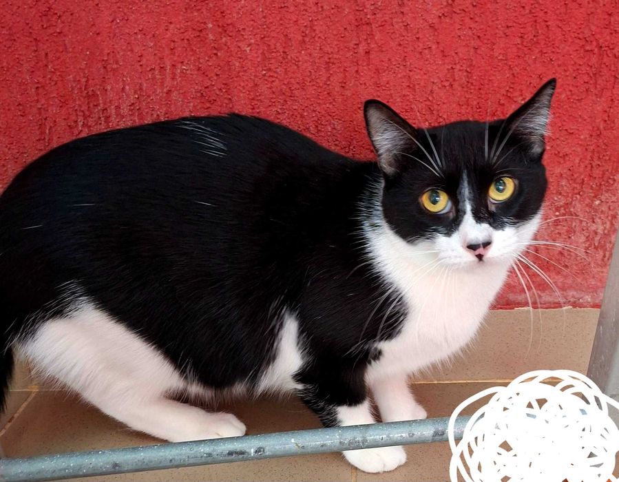 Adoptie pisica castrata