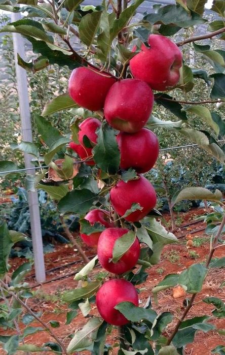 Pomi fructiferi columnari și pitici