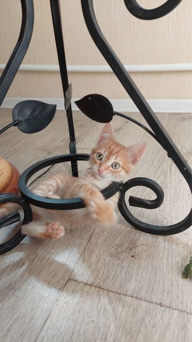 В добрые руки котенок-девочка