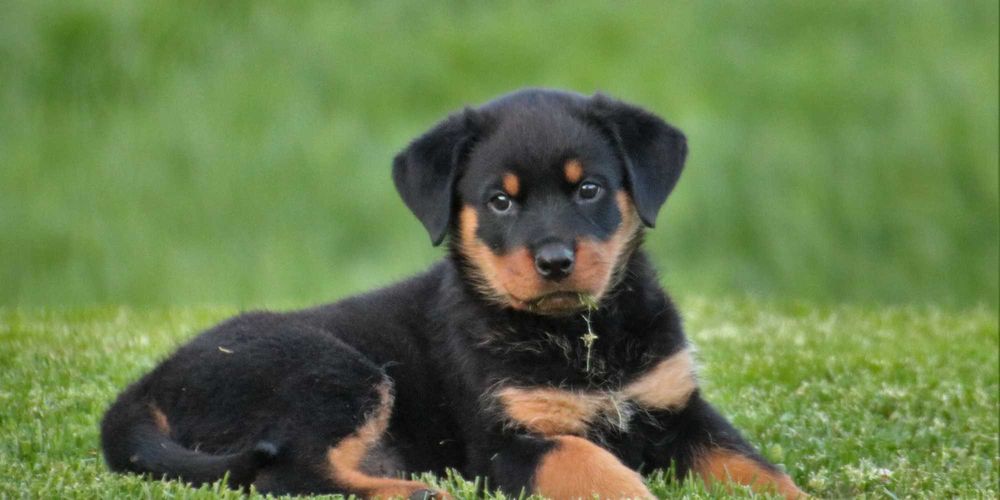 Ротвейлеры от лучшего питомника элиты Евразии - зайдите и убедитесь