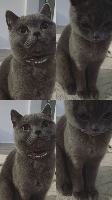 Кошка бесплатно.