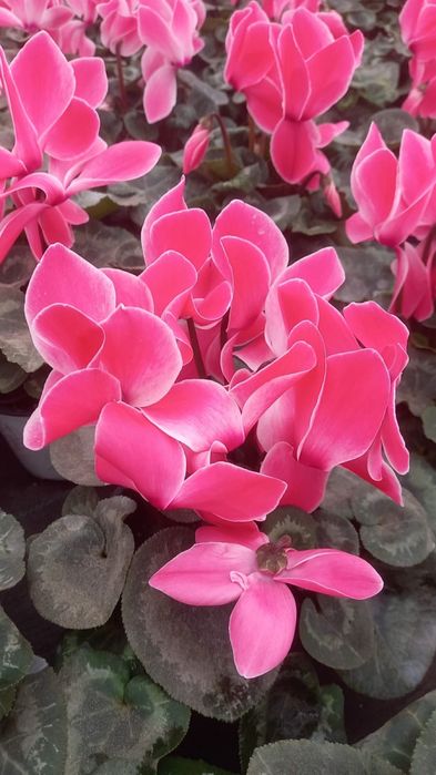Vand flori cyclamen zambila primola