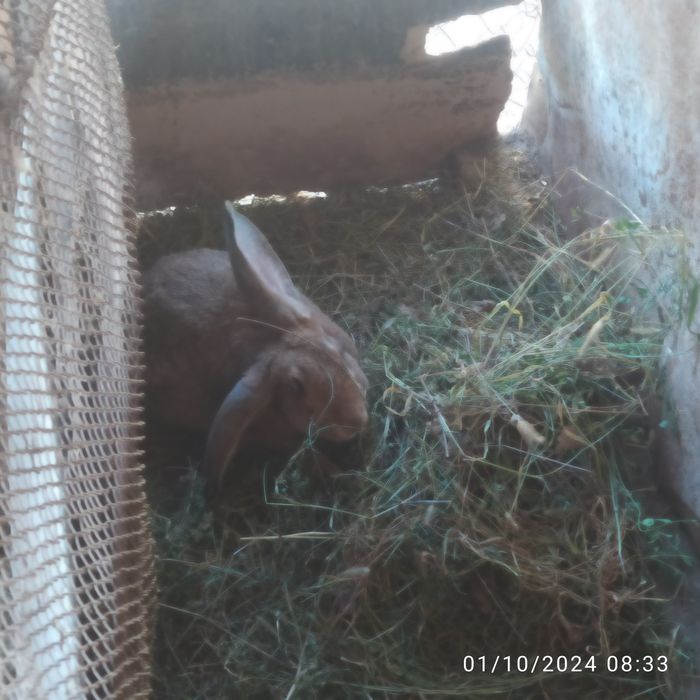 Quyonlar sotiladi zotli