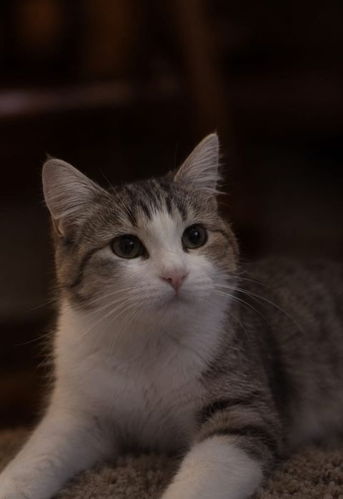 Котик ищет семью. Кастрирован.