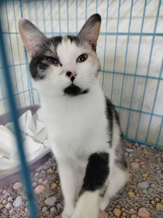 Отдадим кошек в добрые руки