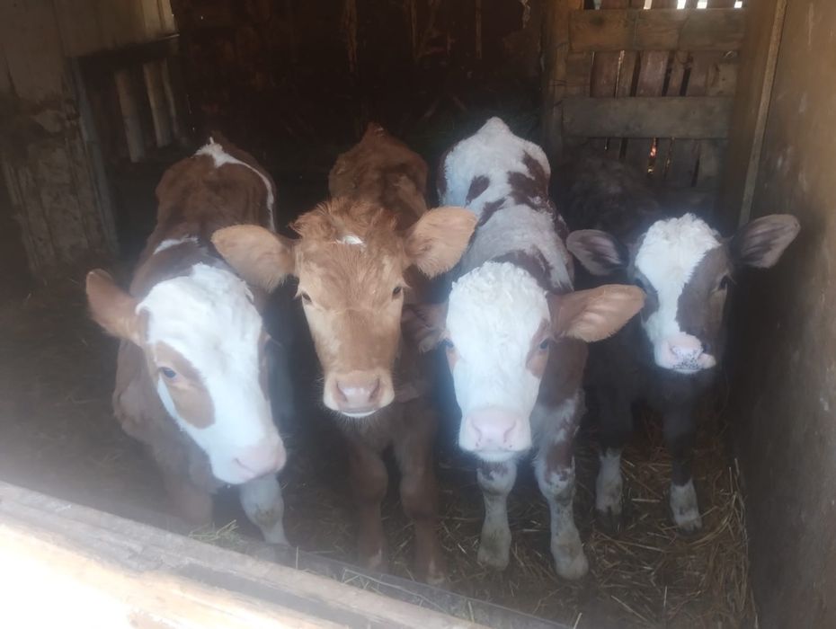 Vând 16 viței semi înțărcați