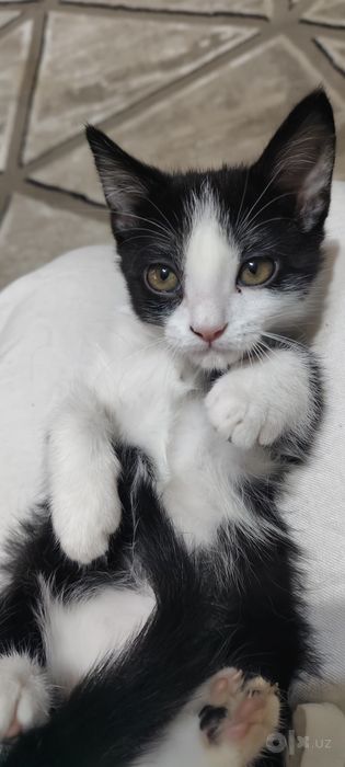 Котенок, мальчик