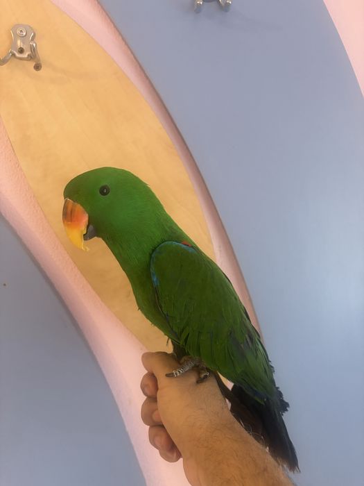 Papagal eclectus mascul 2025, blind