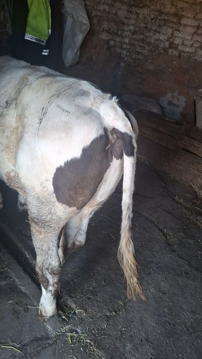 Vând vițel de carne,280-300kg,vârstă 4 luni4 luni