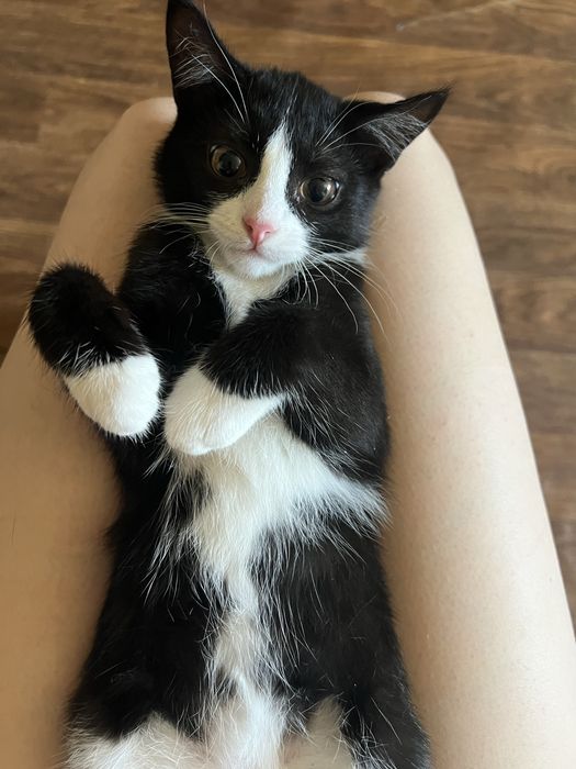 Отдаю котят  в добрые руки
