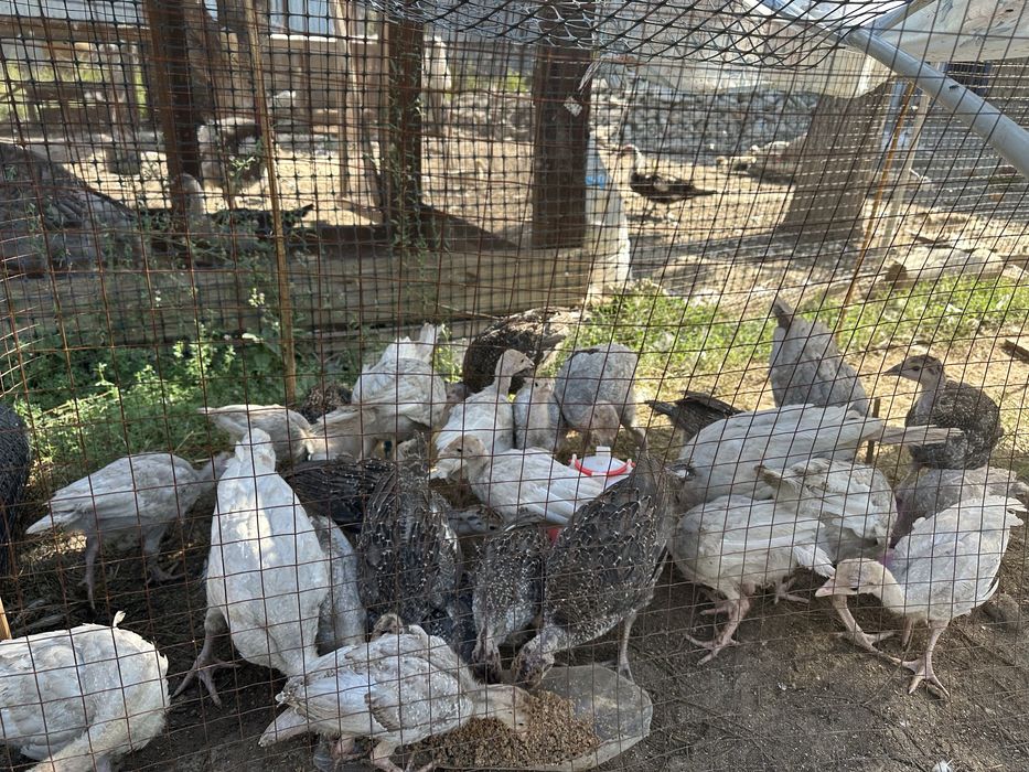 Индюшата срочно продам