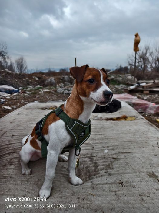 Джек Рассел терьер
