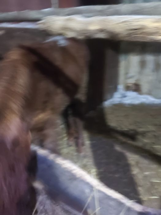 Продам жабагы ургашы