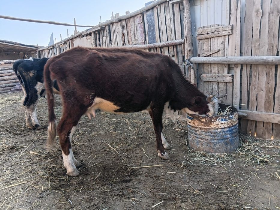 Семіз Сиыр сатылады