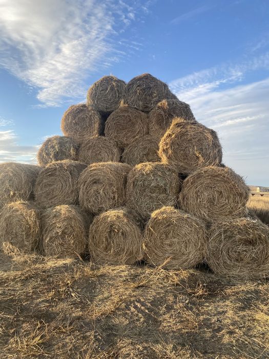 Сено рулонное 2025 года
