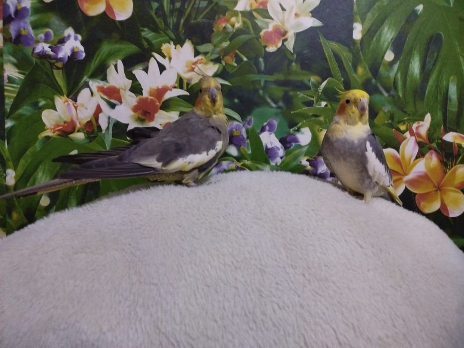 Продам попугаев корелла