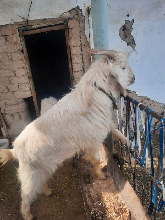 Чистокровный теке