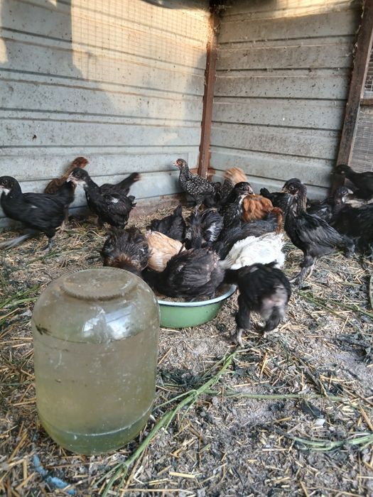 Продам цыплят подрощенных