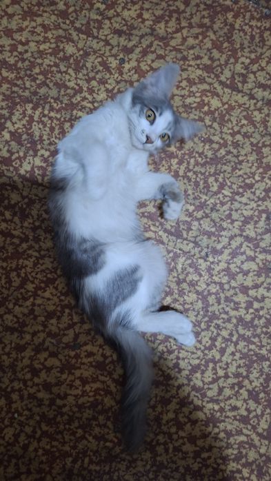 Отдам в хорошие руки котёнка