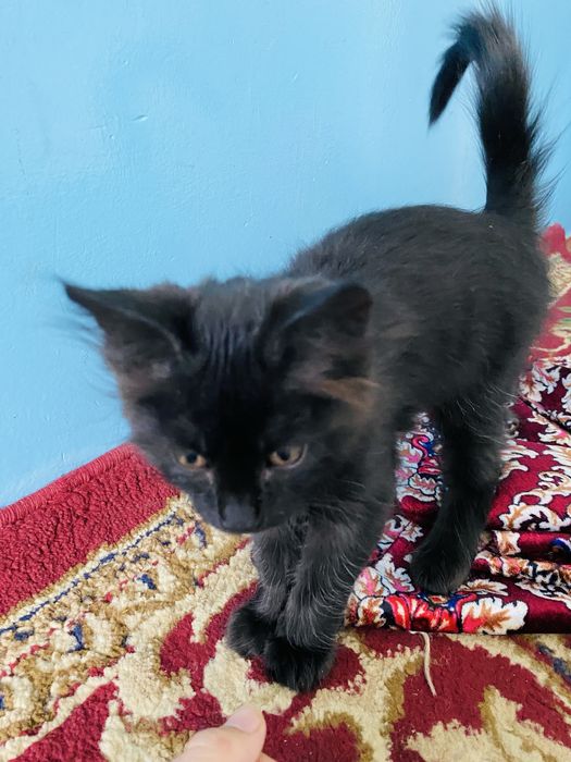 Mushuk bolasi tekinga