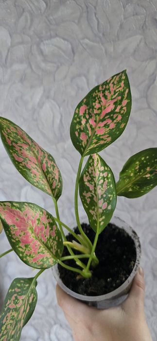 Аглаонемы разных сортов