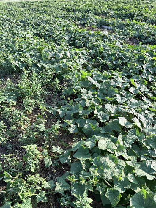 Продам местные огурцы с поля (г. Актобе)