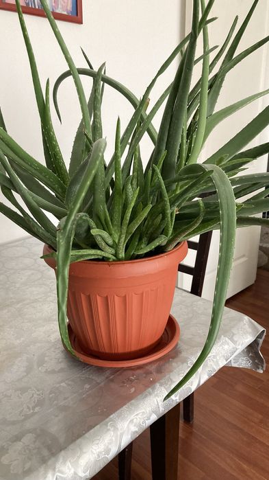 Комнатный цветок Алое Вера