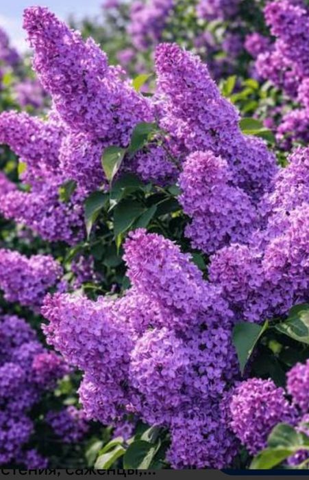 Сирень  кусты саженцы с комом