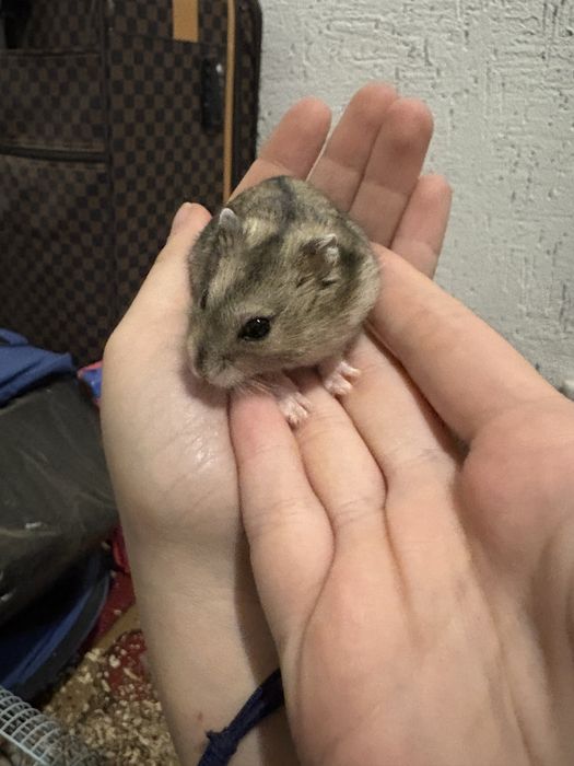 Продается хомяки вместе с клеткой