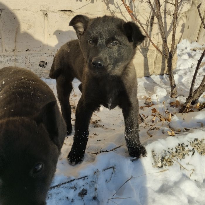 Отдам в добрые руки