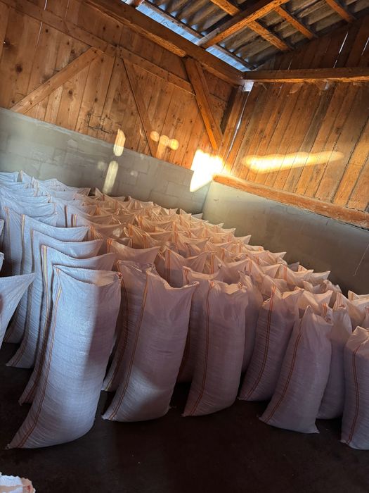 Porumb boabe insacuit