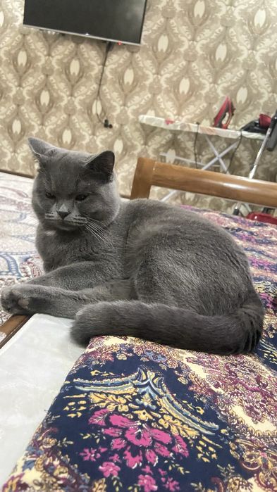 Британская кошка мужского пола