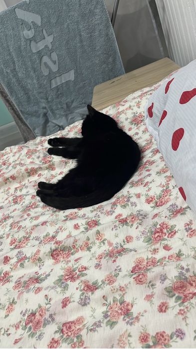 Котенок (девочка) черная с зелеными глазами