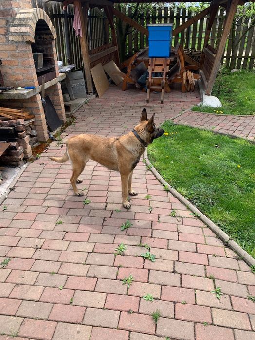 Donez cățelușă Ciobănesc belgian MALINOIS în vârstă de 4 ani. Foarte cuminte si ascultătoare.
