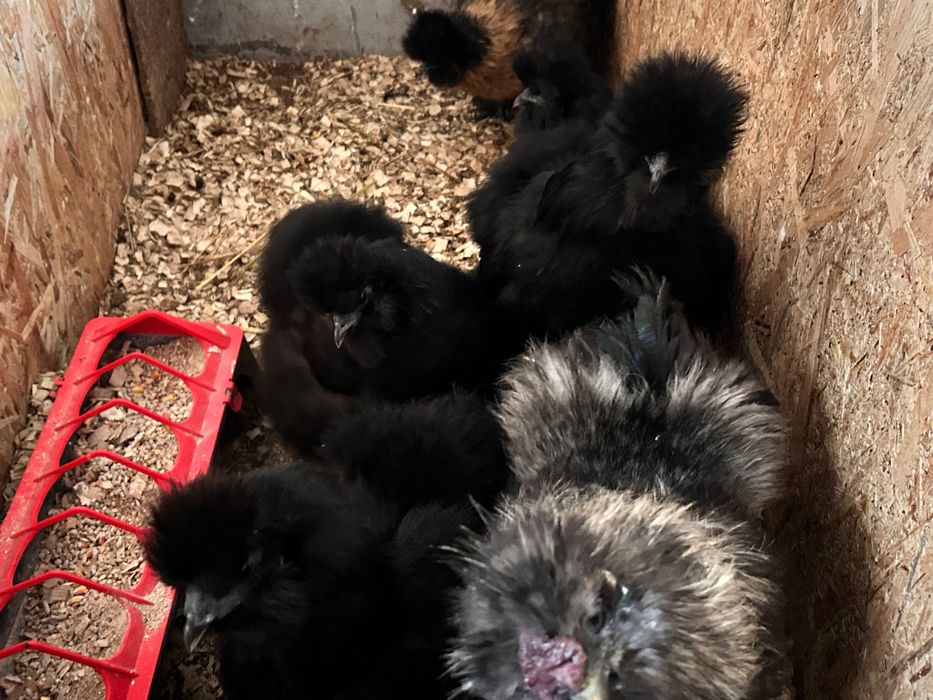 Vând ouă gǎini (Combatante indiene,Brahma Albastru și Mǎtase Japoneză)