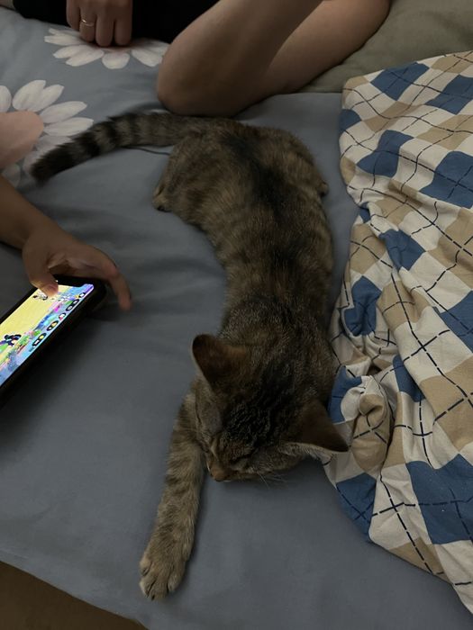 Маленький котёнок