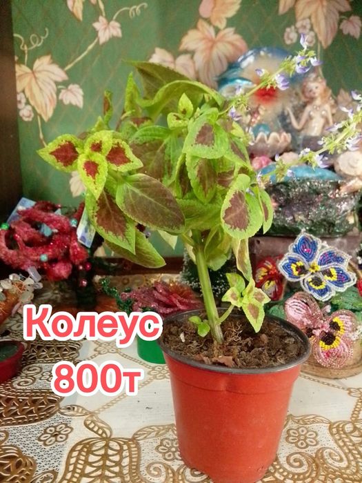 Продам комнатные цветы