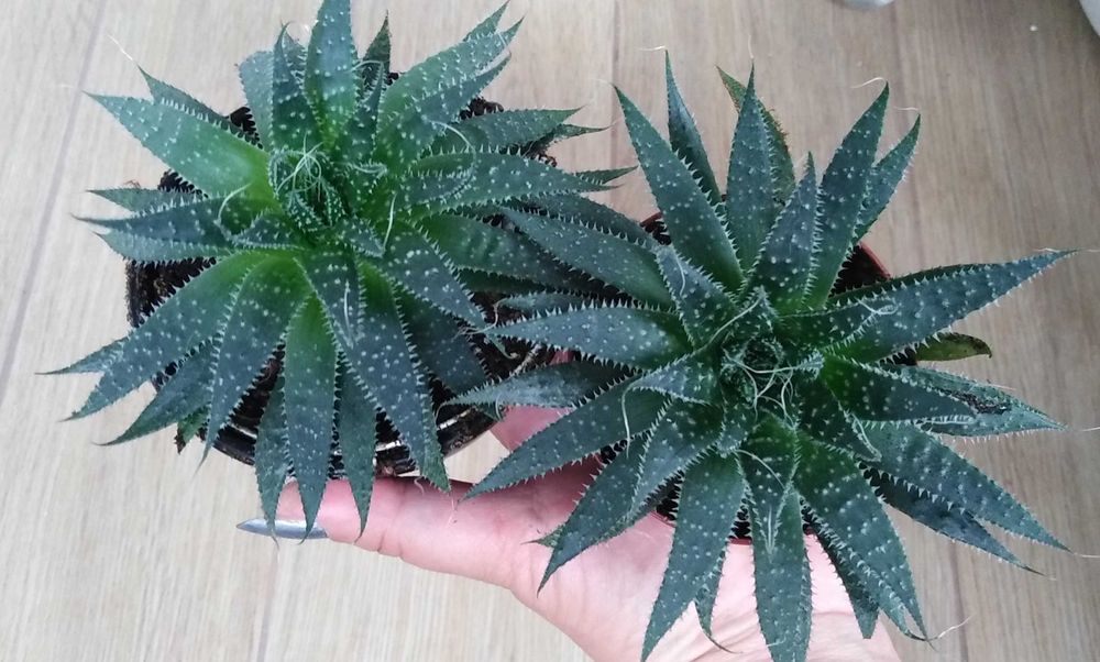 Алое Аристата / Aloe Aristata